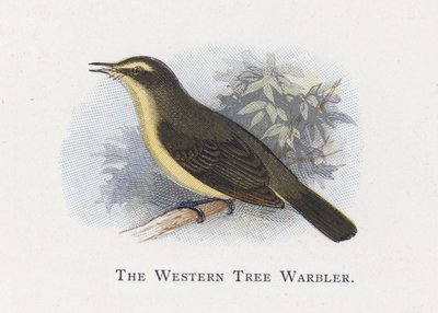 The Western Tree Warbler by Alexander Francis Lydon